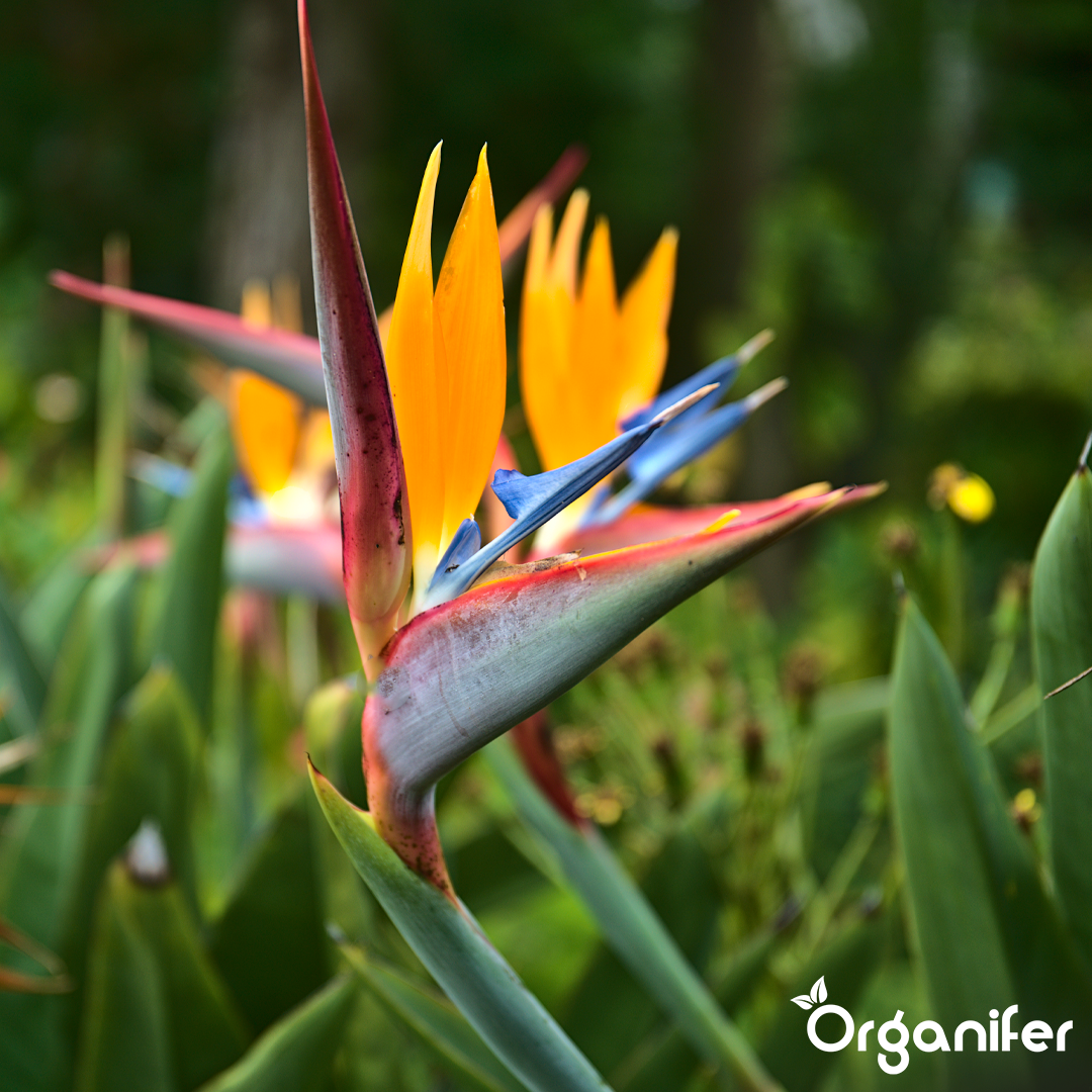 organifer-strelitzia-liquid-fertiliser