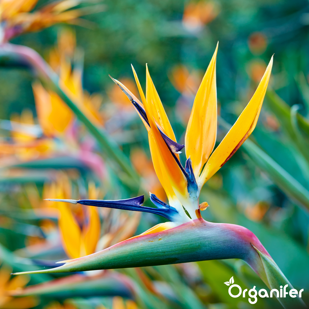 organifer-strelitzia-liquid-fertiliser