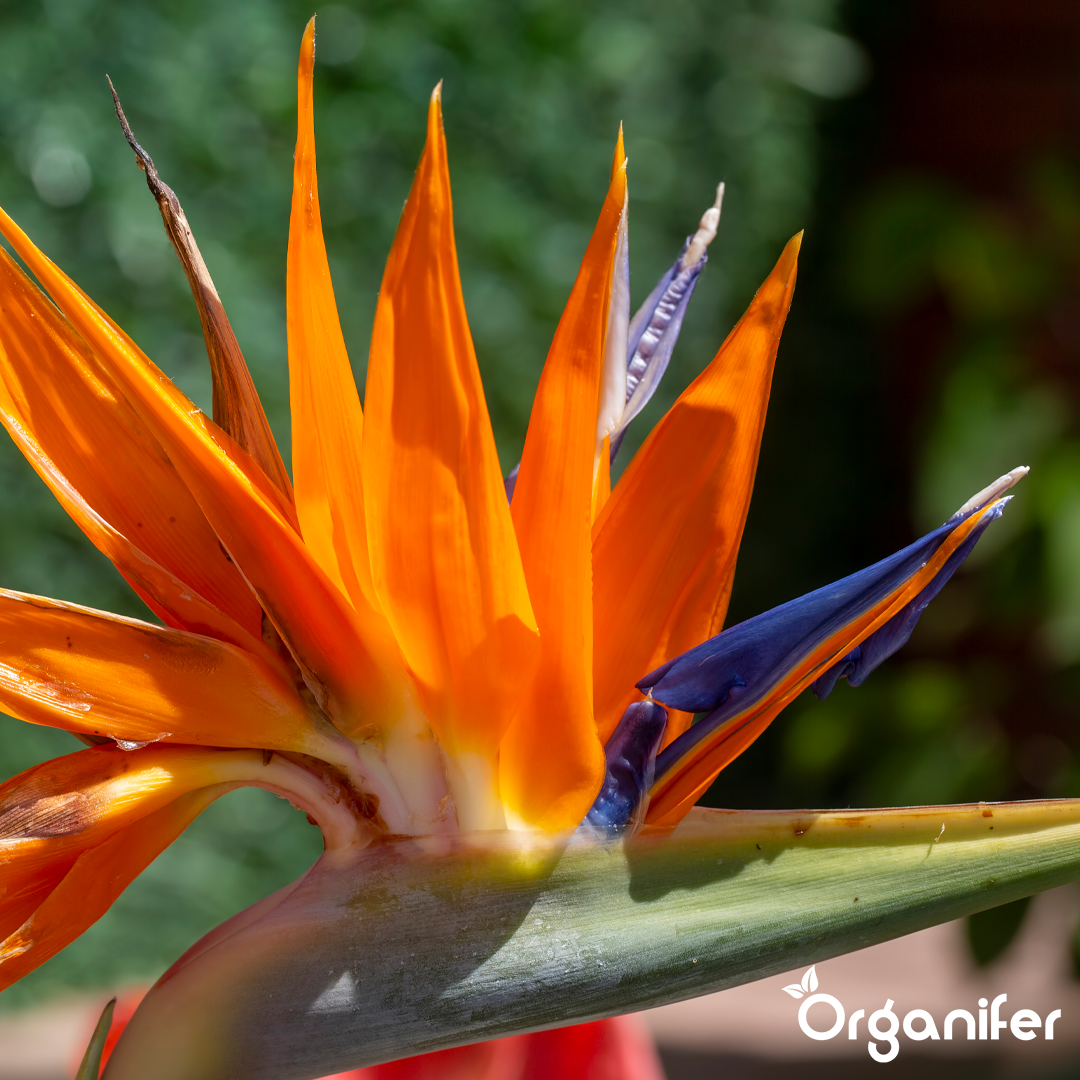 organifer-strelitzia-liquid-fertiliser