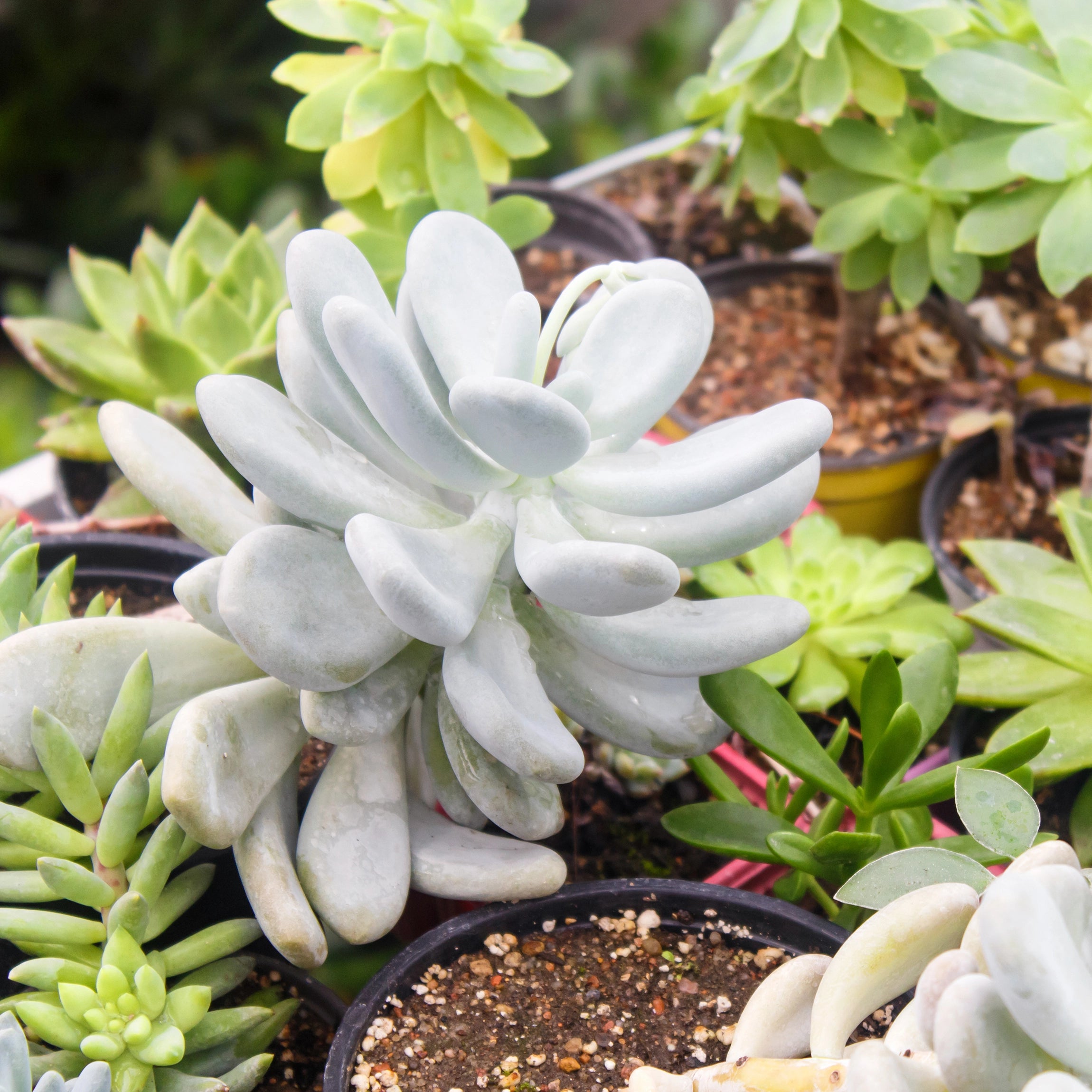 Wspiera zwarty, kontrolowany wzrost