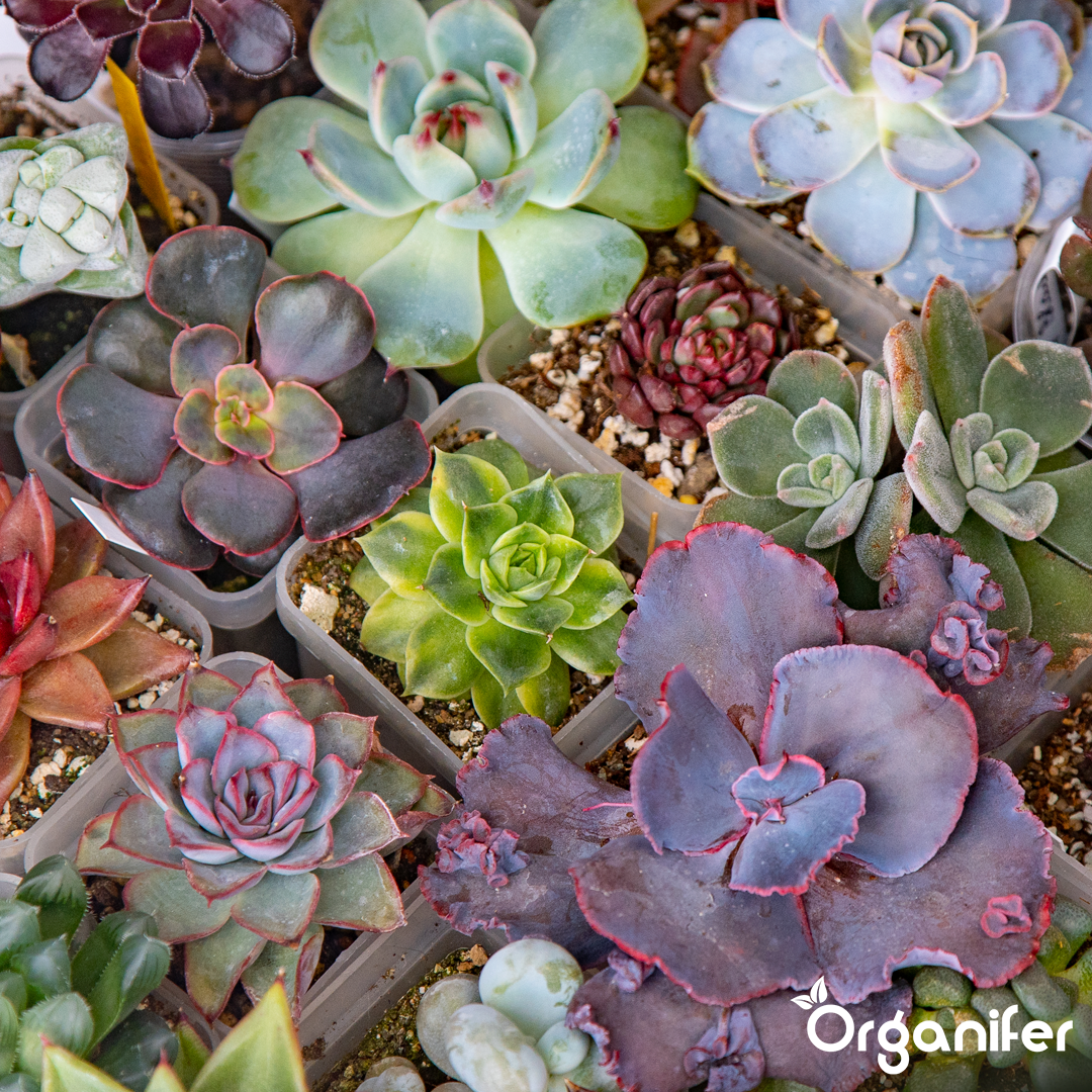 organifer-succulenti-liquid-fertiliser-