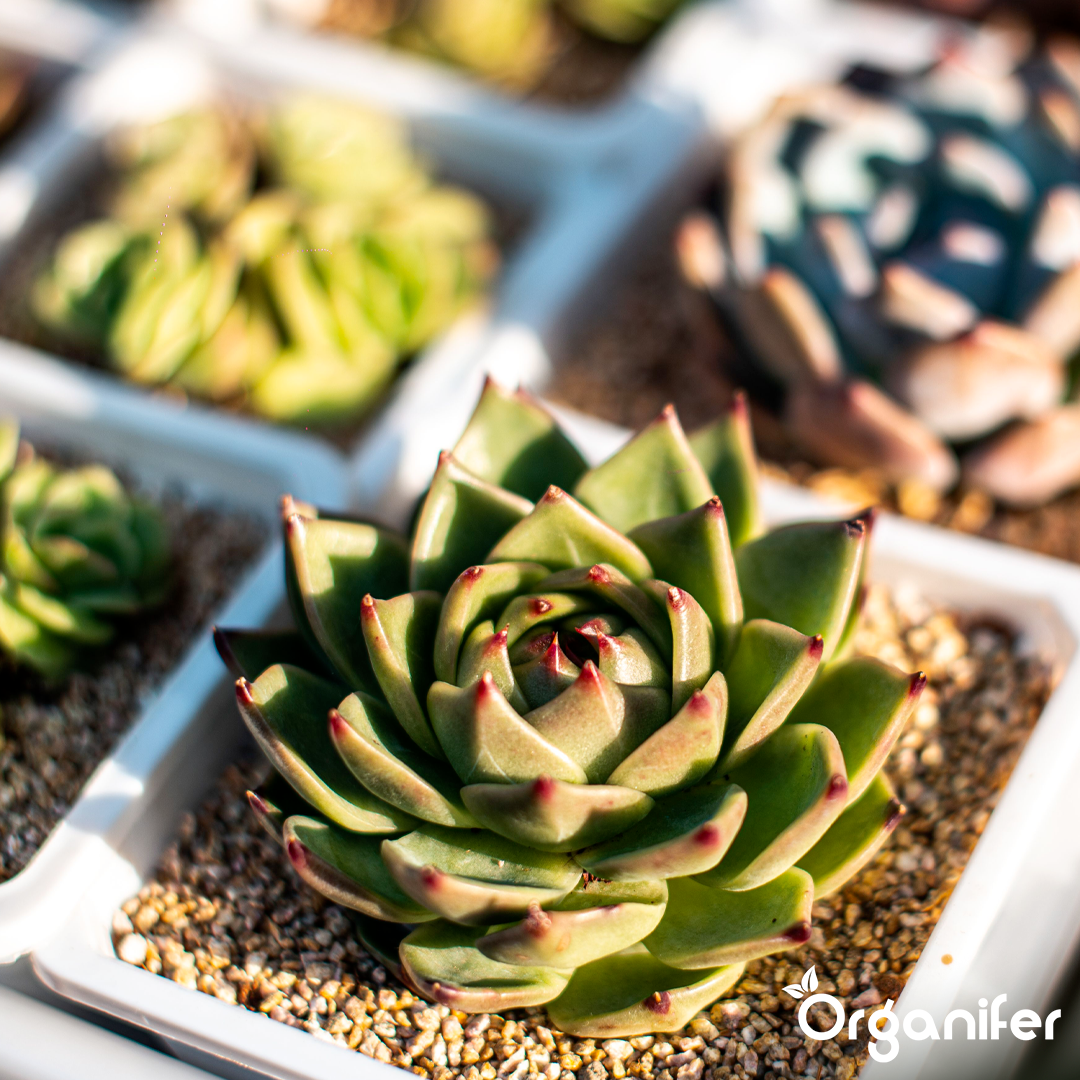 organifer-succulenti-liquid-fertiliser-