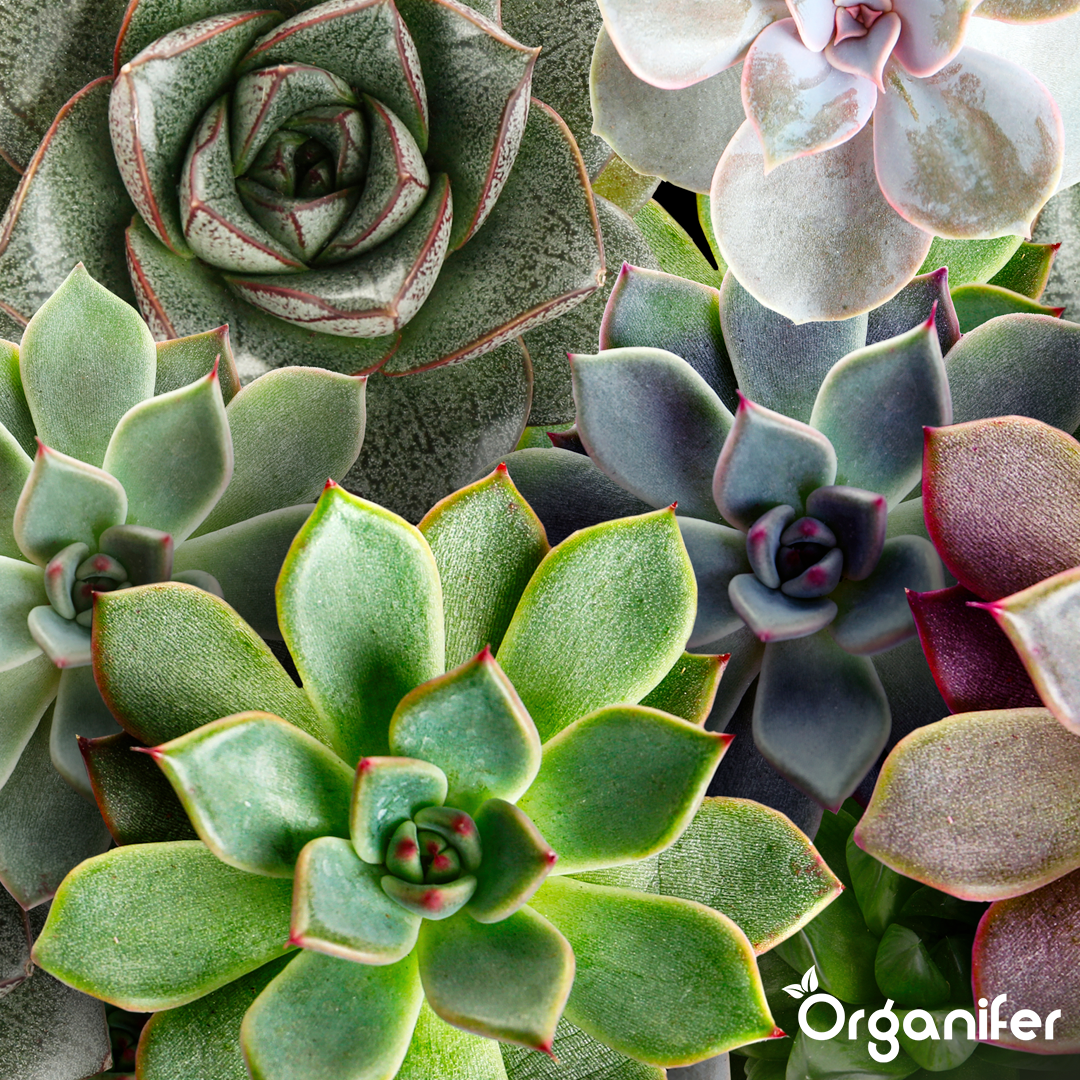 organifer-succulenti-liquid-fertiliser-