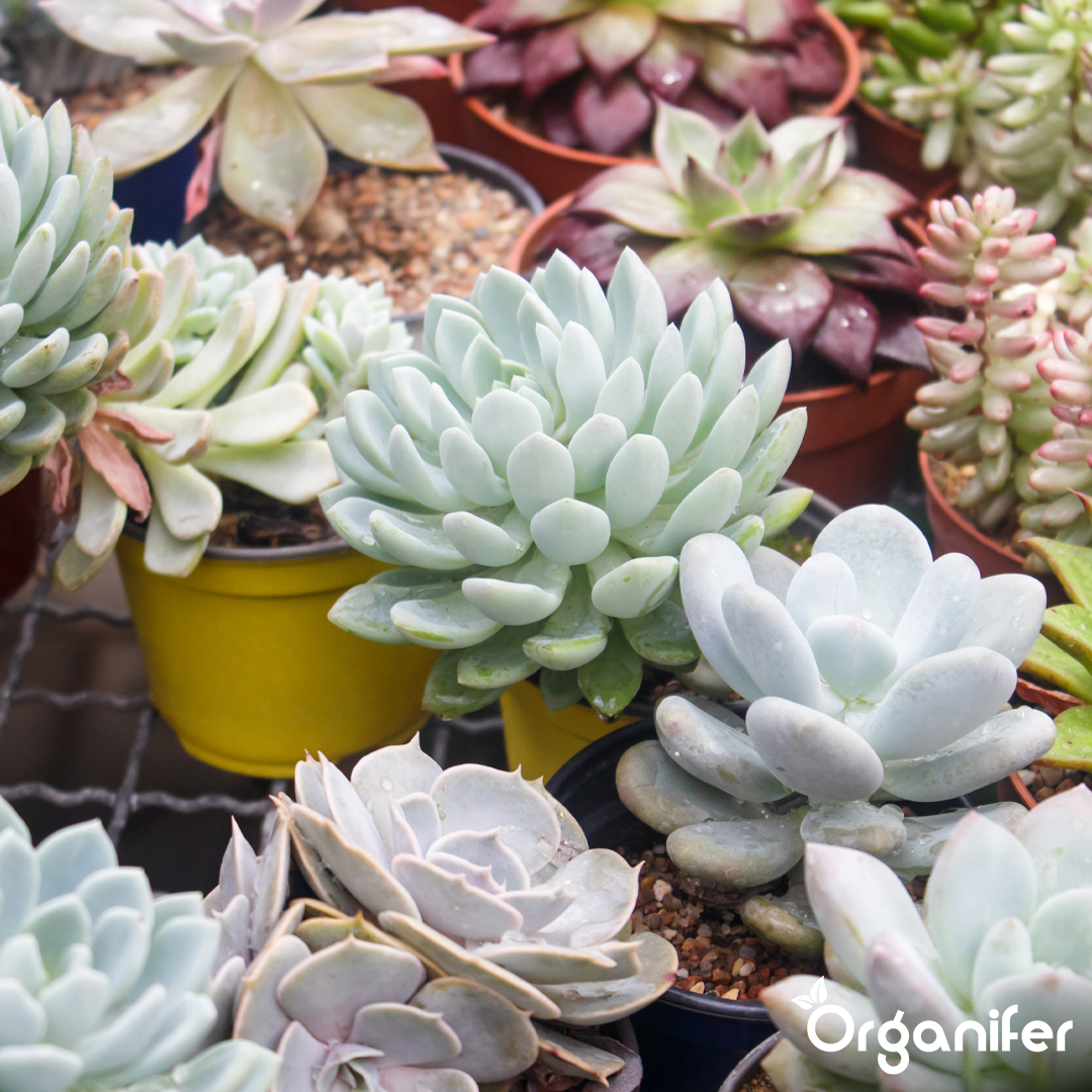 organifer-succulenti-liquid-fertiliser-