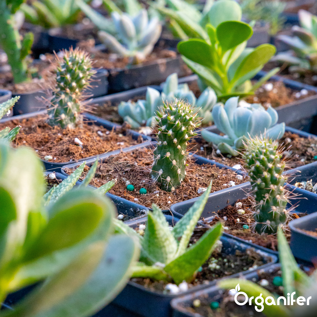 organifer-succulenti-liquid-fertiliser