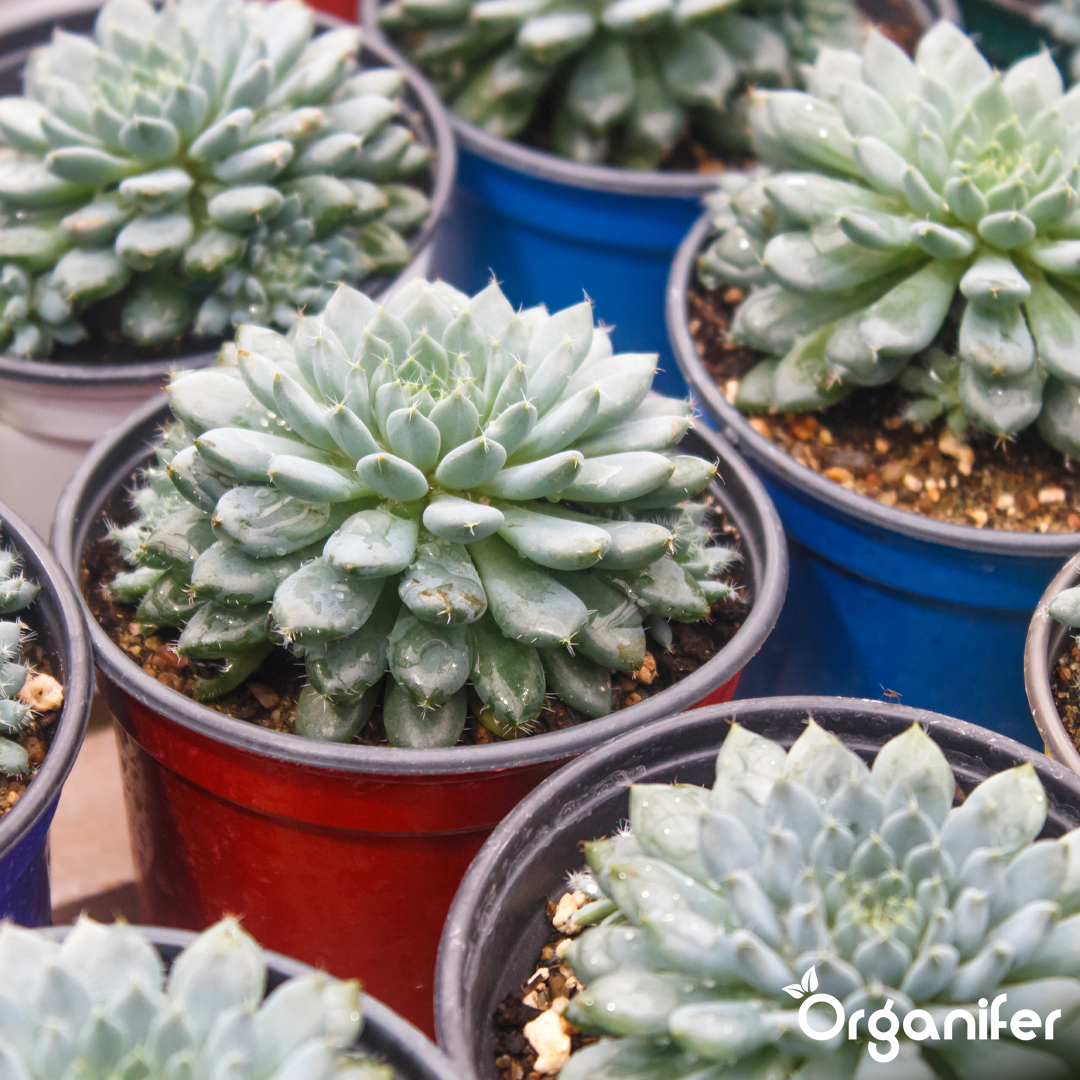 organifer-succulenti-liquid-fertiliser