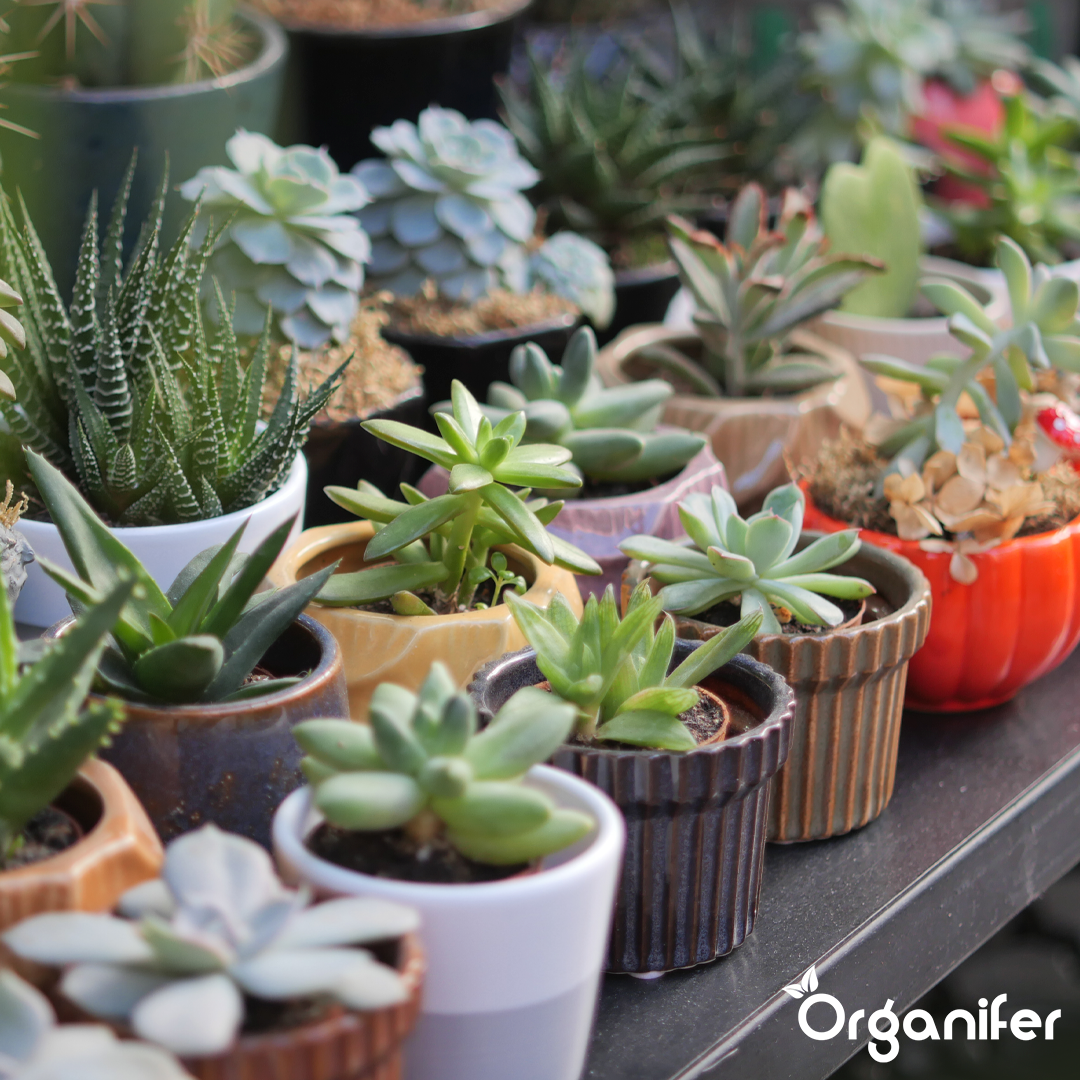 organifer-succulenti-liquid-fertiliser-