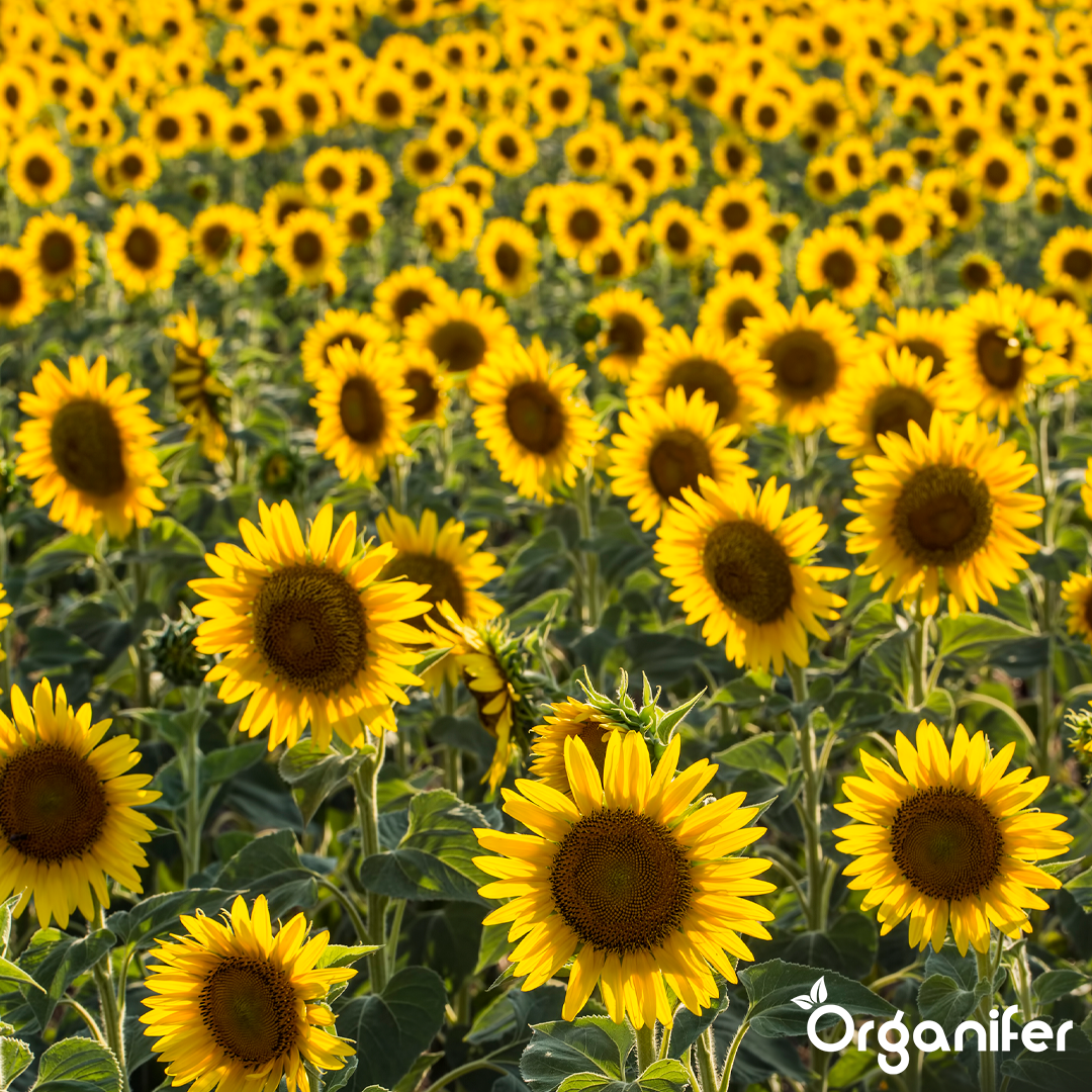 organifer-sunflower-liquid-fertiliser-5