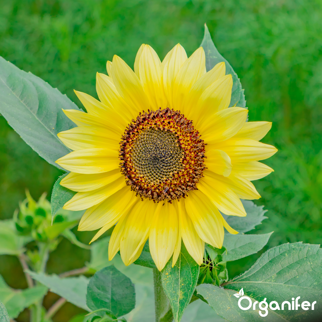 organifer-sunflower-liquid-fertiliser-4