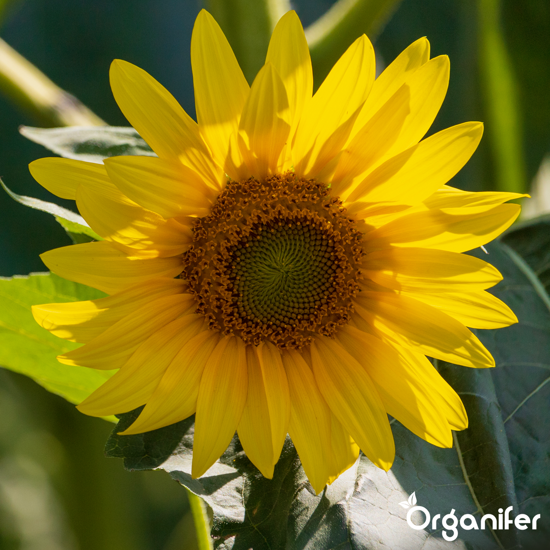 organifer-sunflower-liquid-fertiliser-7