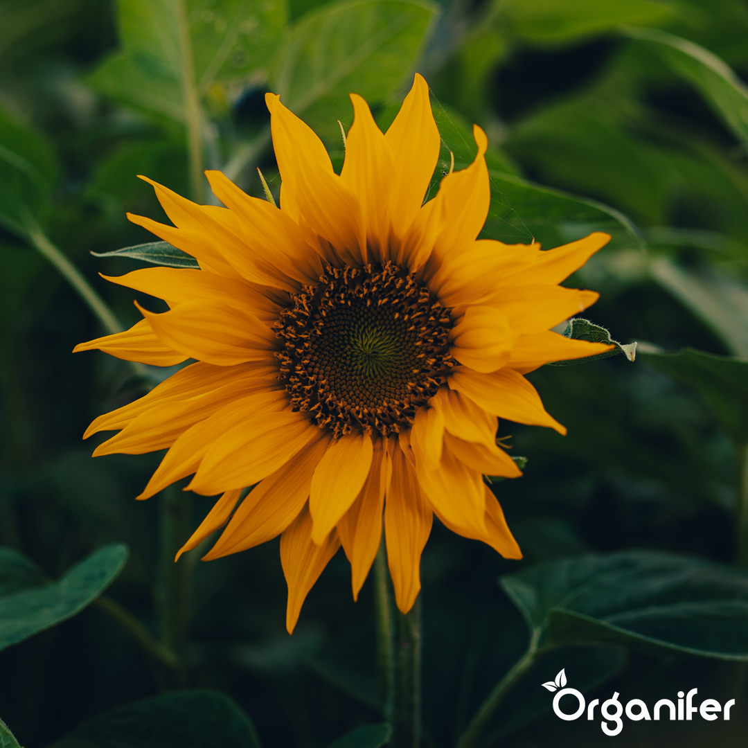 sunflower_before_after_english