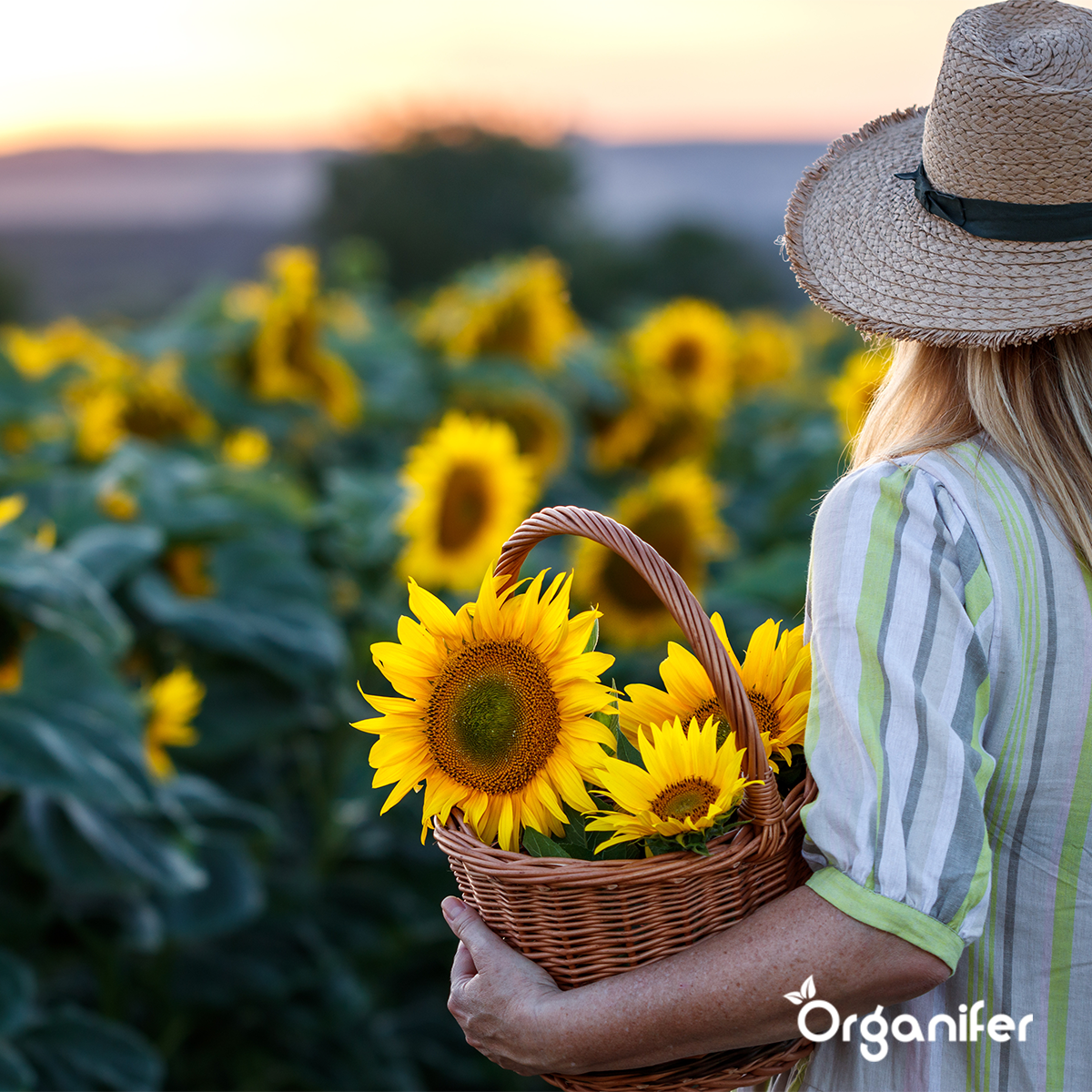 Organifer Sunflower Seed Packet - 10 Varieties 8719958993099 4