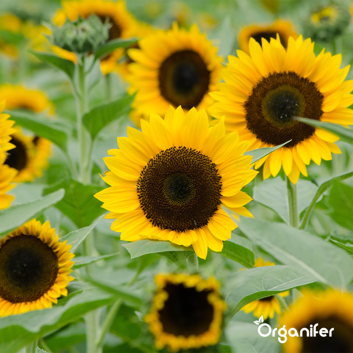 Organifer Sunflower Seed Packet - 10 Varieties 8719958993099 5