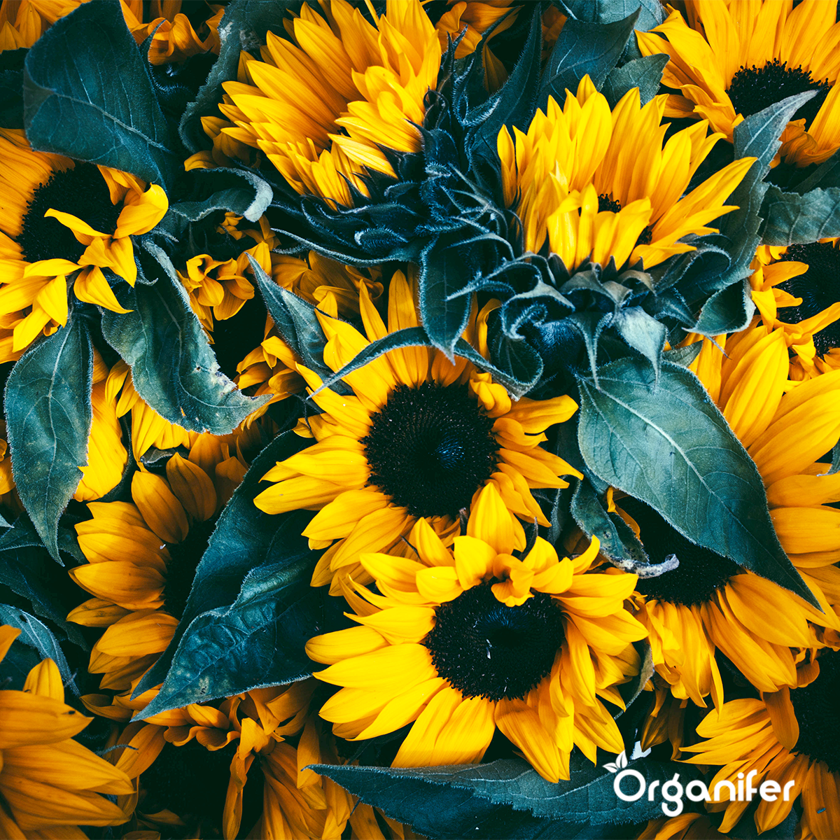 Organifer Sunflower Seed Packet - 10 Varieties 8719958993099 7