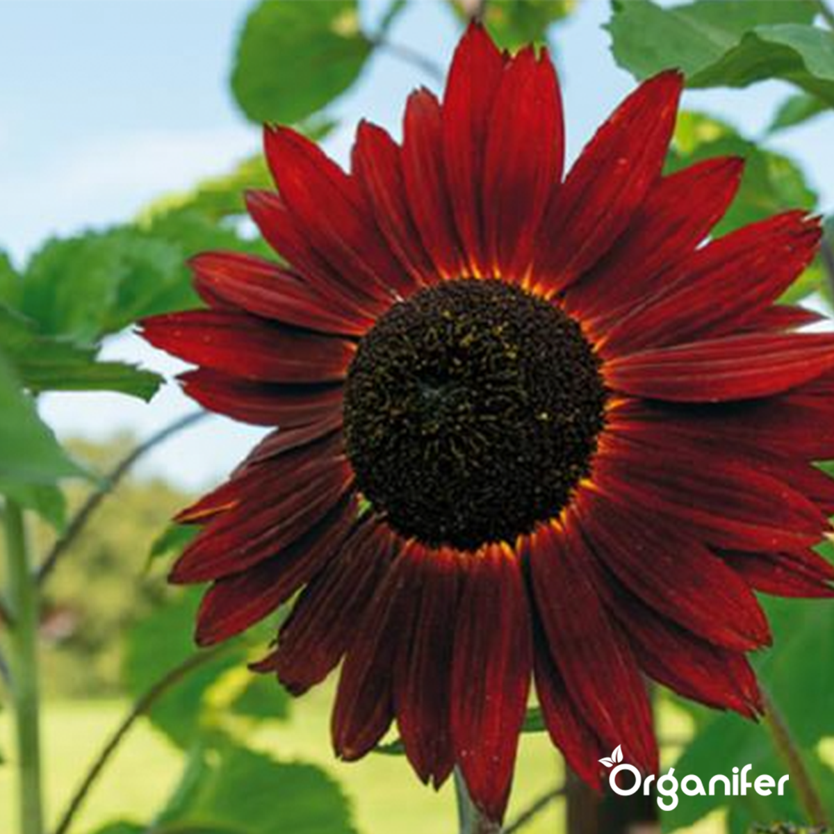 Organifer Sunflower Seed Packet - 10 Varieties 8719958993099 8