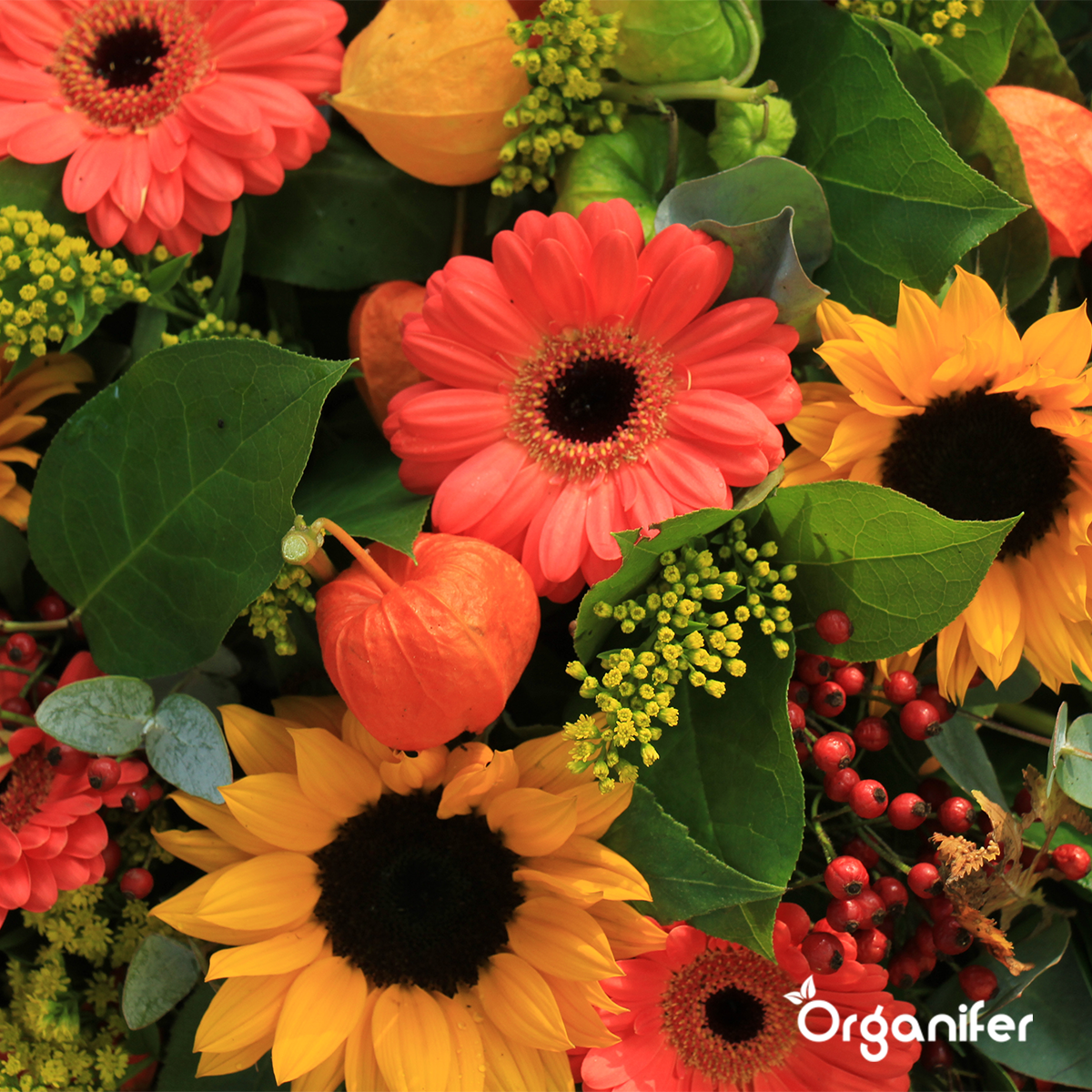 Organifer Sunflower Seed Packet - 10 Varieties 8719958993099 9
