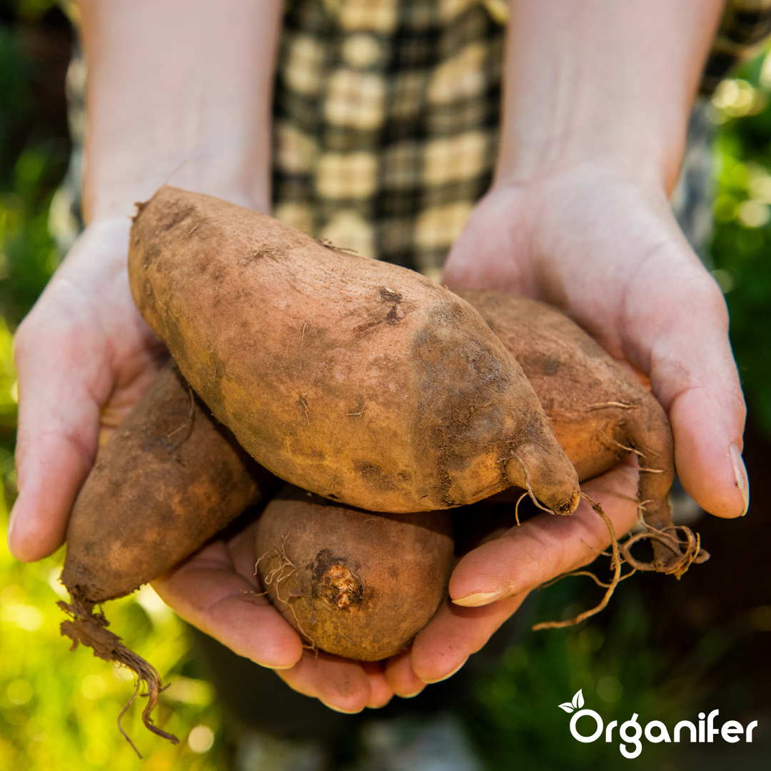 organifer-sweet-potato-liquid-fertiliser