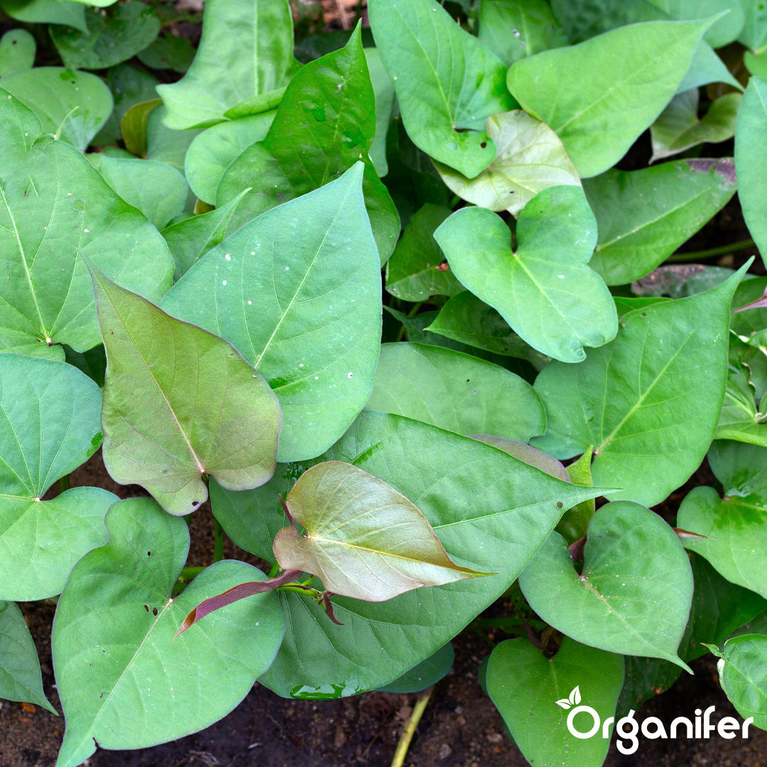 organifer-sweet-potato-liquid-fertiliser