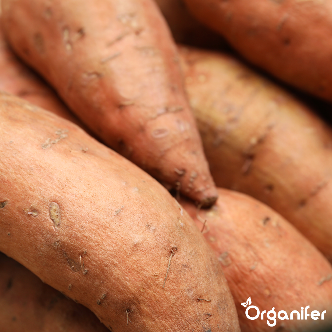 organifer-sweet-potato-liquid-fertiliser