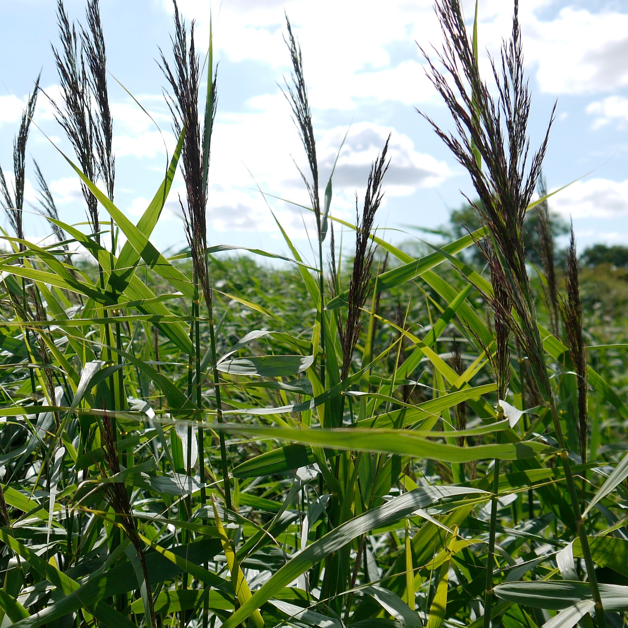 Povećava dostupnost kalija