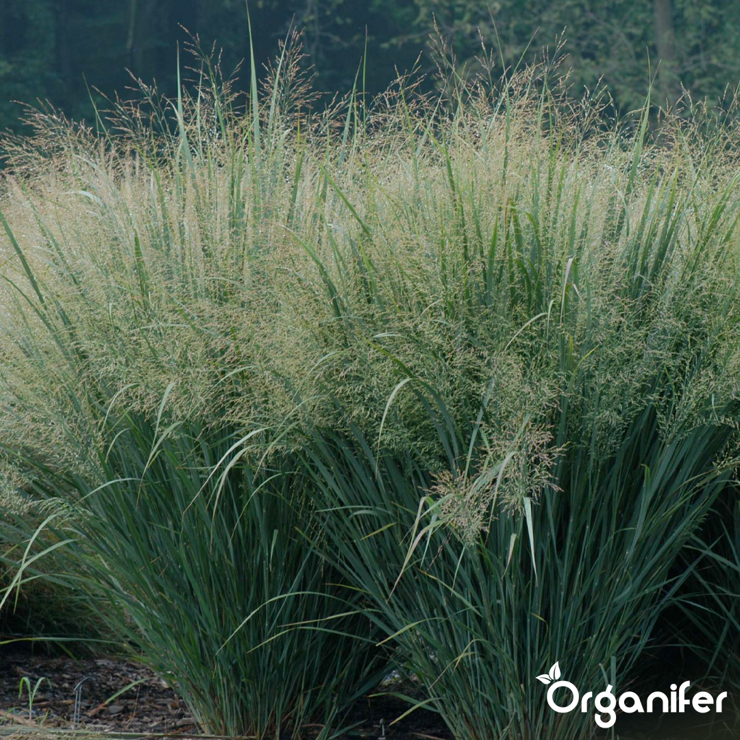 organifer-switchgrass-liquid-fertiliser