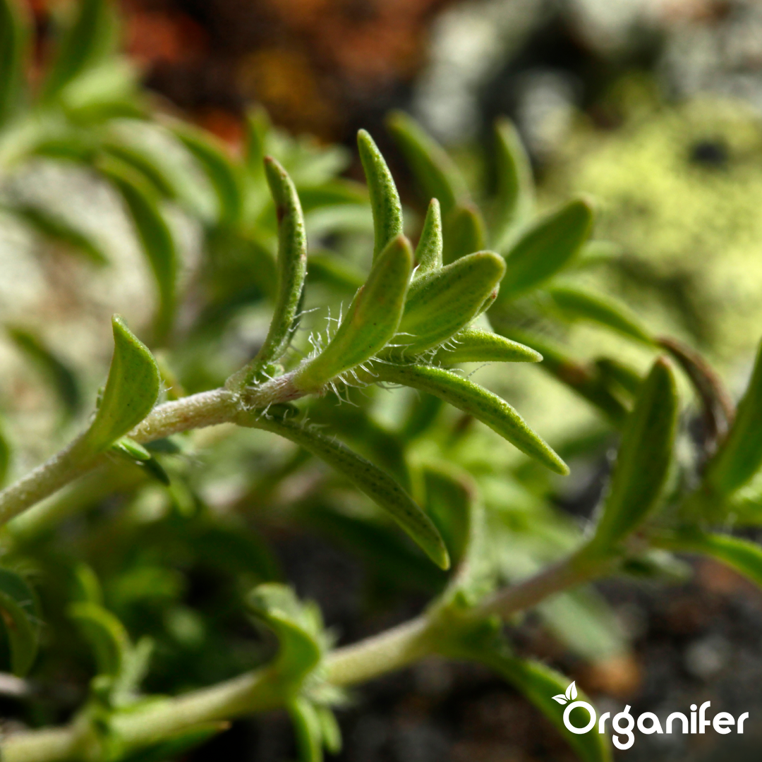 organifer-thyme-liquid-fertiliser