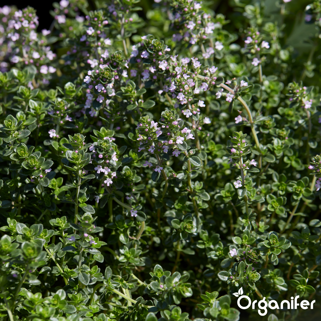 organifer-thyme-liquid-fertiliser