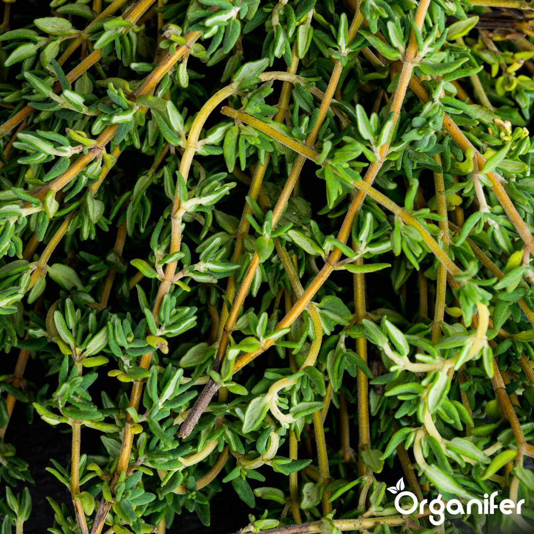 organifer-thyme-liquid-fertiliser