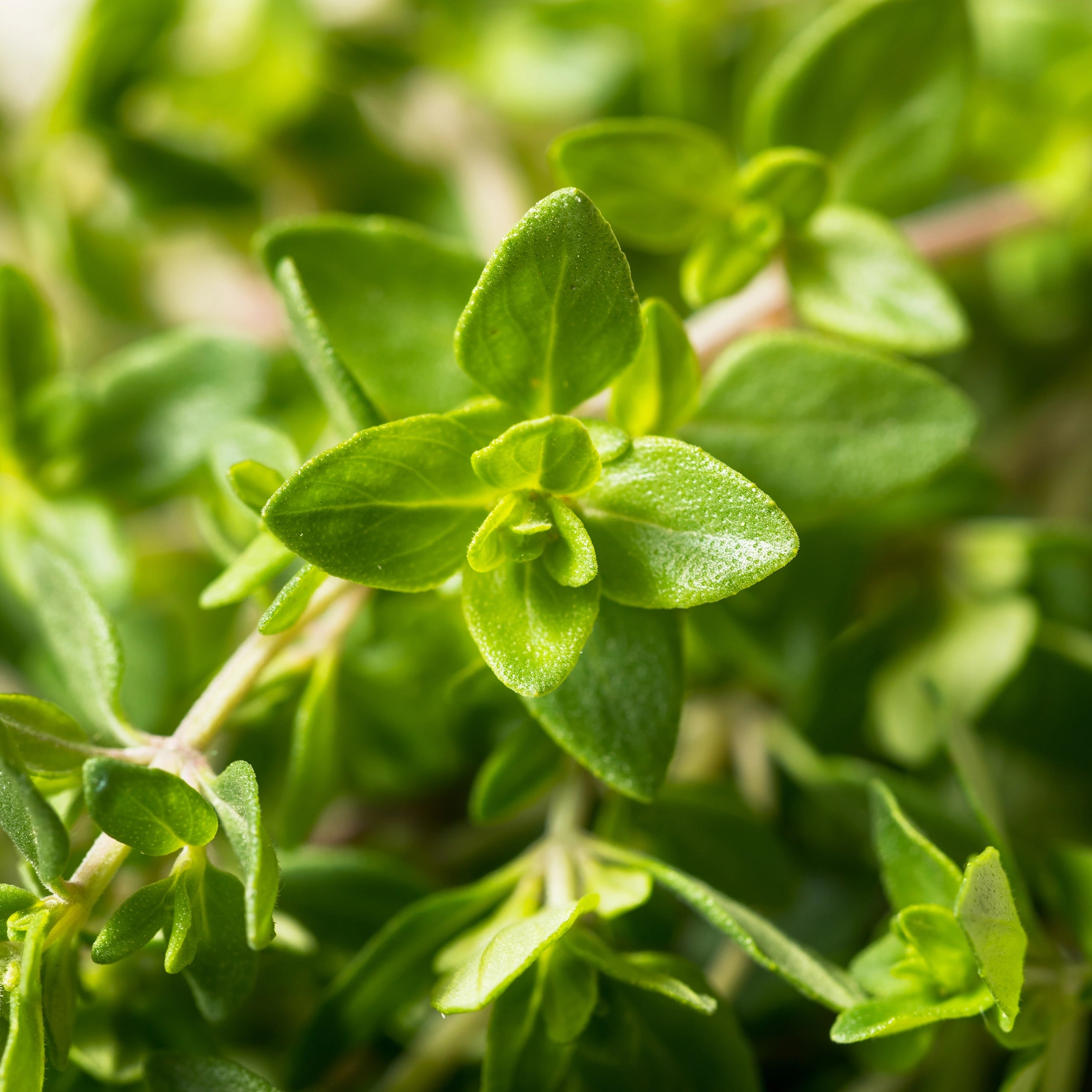 Podporuje vyvážený rast