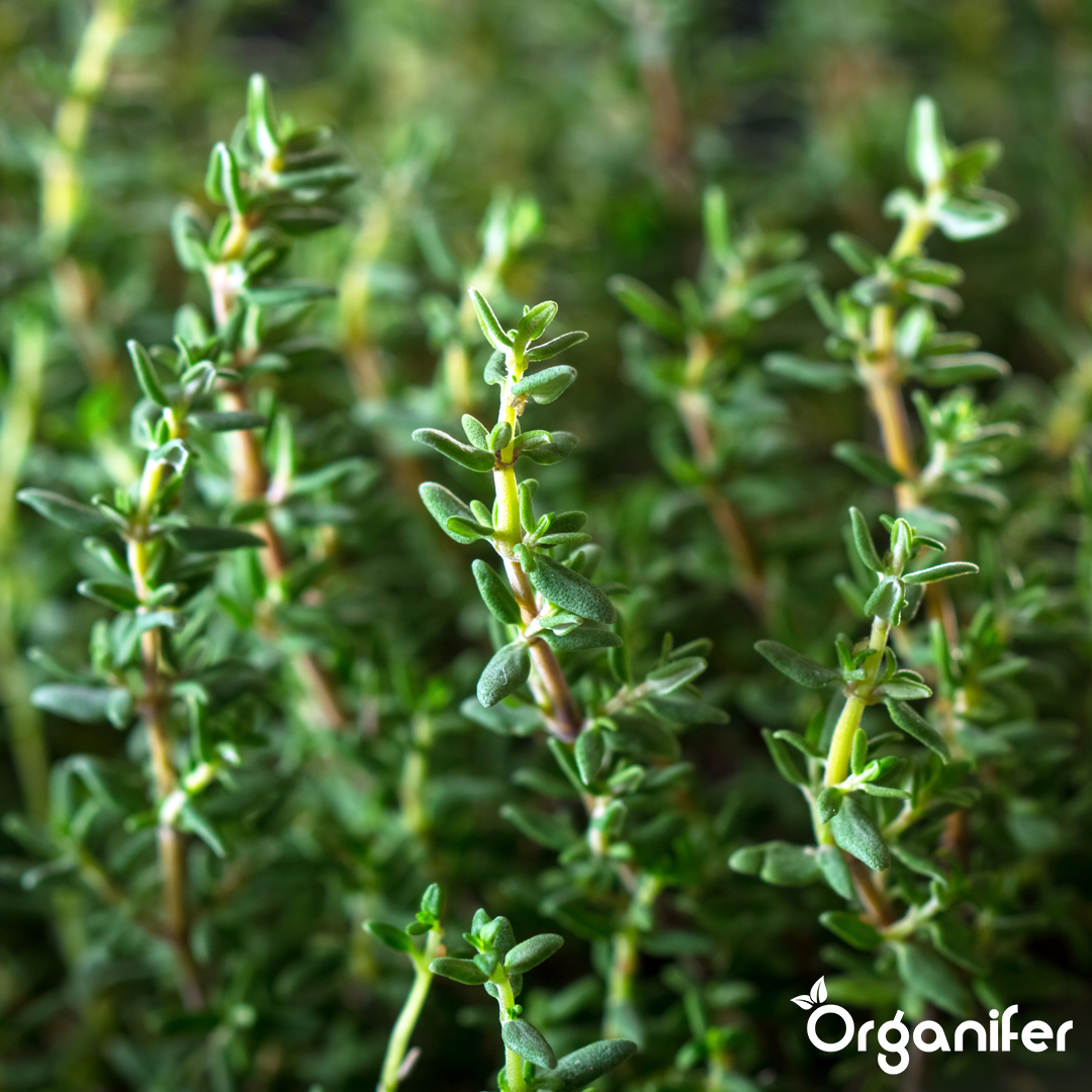 organifer-thyme-liquid-fertiliser
