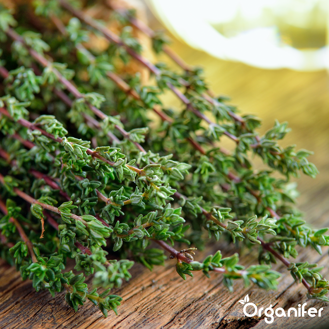 organifer-thyme-liquid-fertiliser