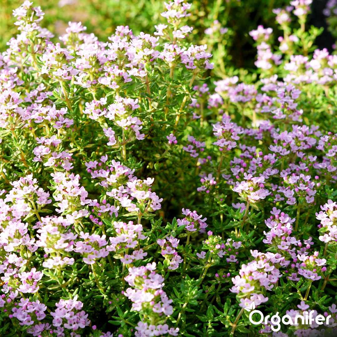 organifer-thyme-liquid-fertiliser
