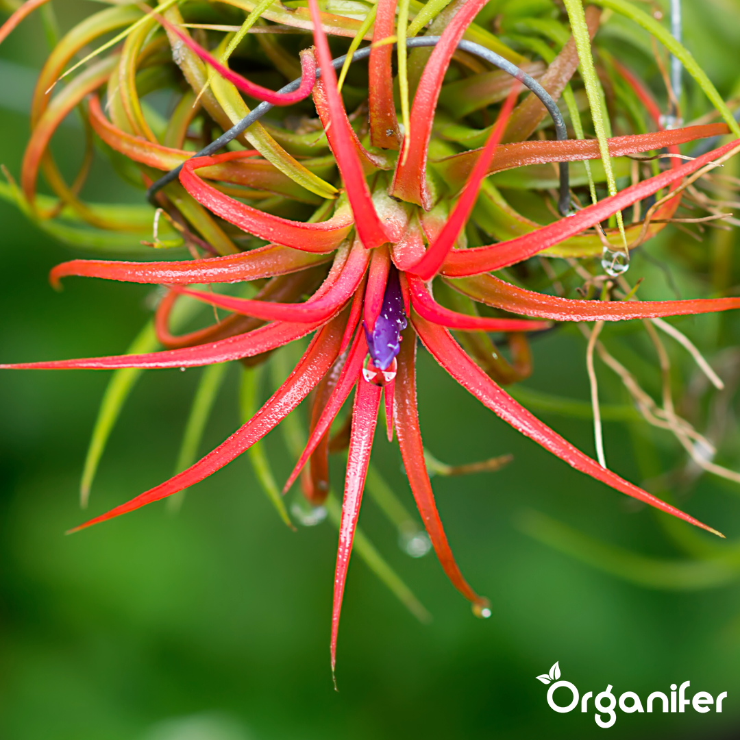 organifer-tillandsia-liquid-fertiliser-7