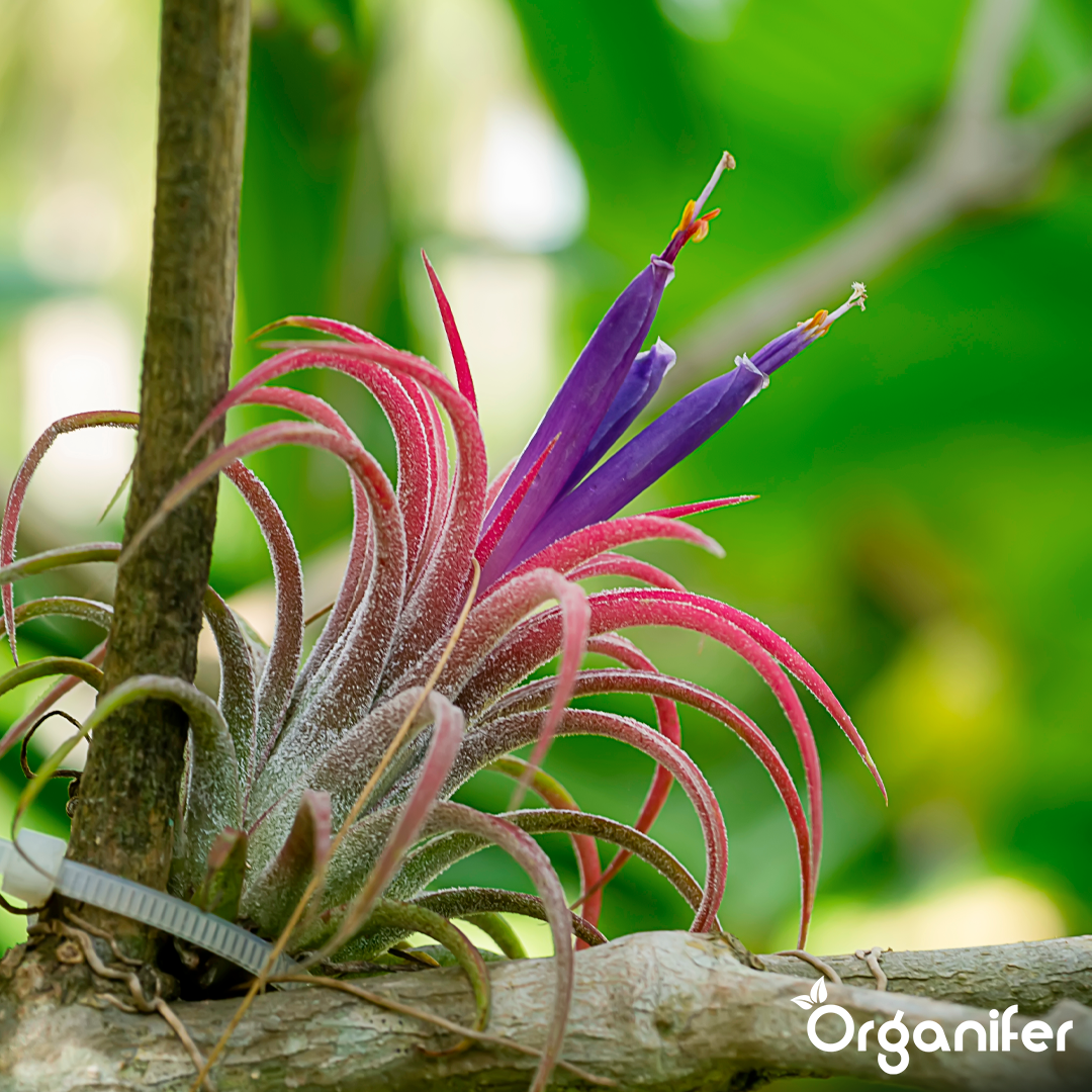 organifer-tillandsia-liquid-fertiliser-2