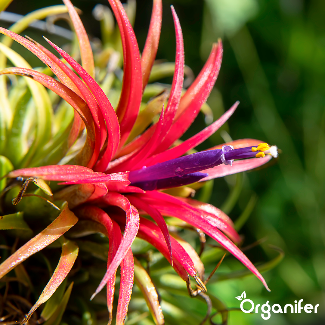organifer-tillandsia-liquid-fertiliser-4