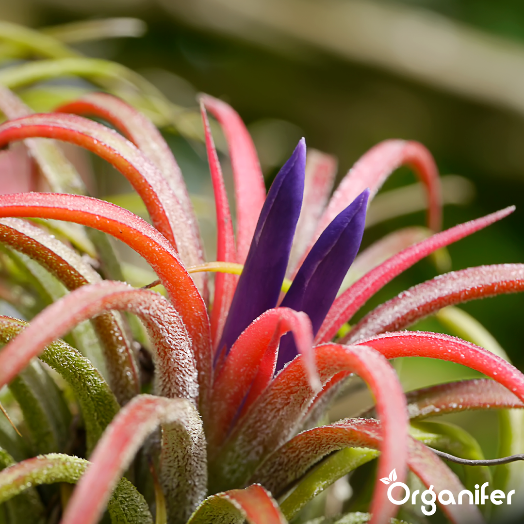 organifer-tillandsia-liquid-fertiliser-6