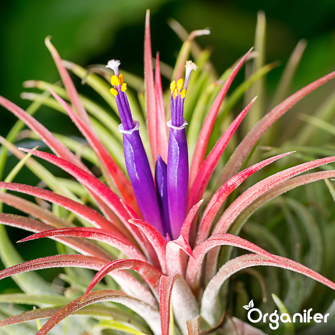 Organifer
