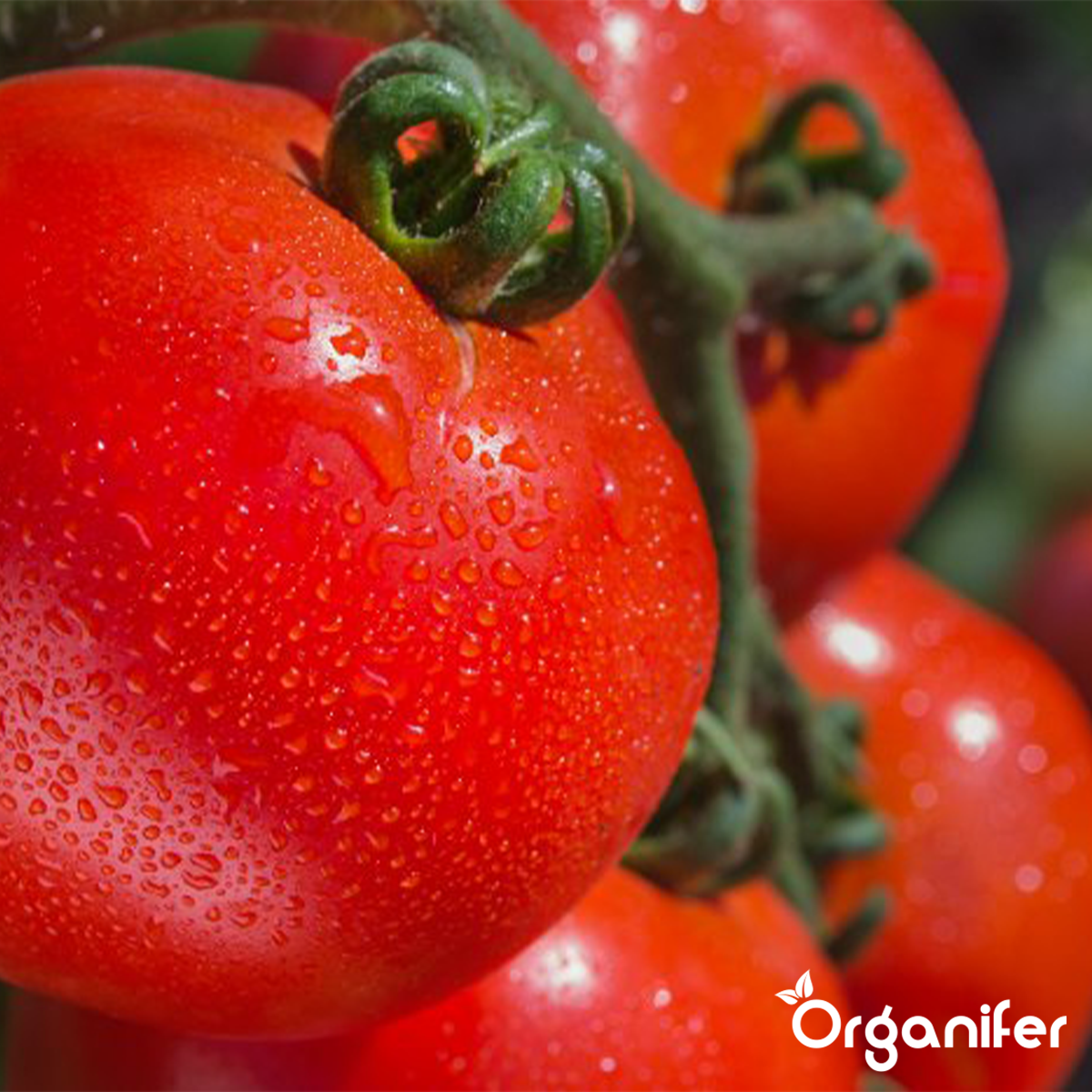 Organifer Tomato Seed Pack - 13 Varieties 8719958993396 4