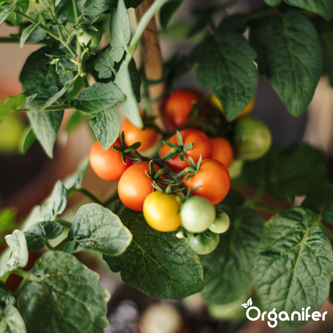 organifer-tomato_liquid-fertiliser-2