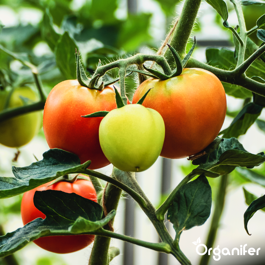 organifer-tomato_liquid-fertiliser-3