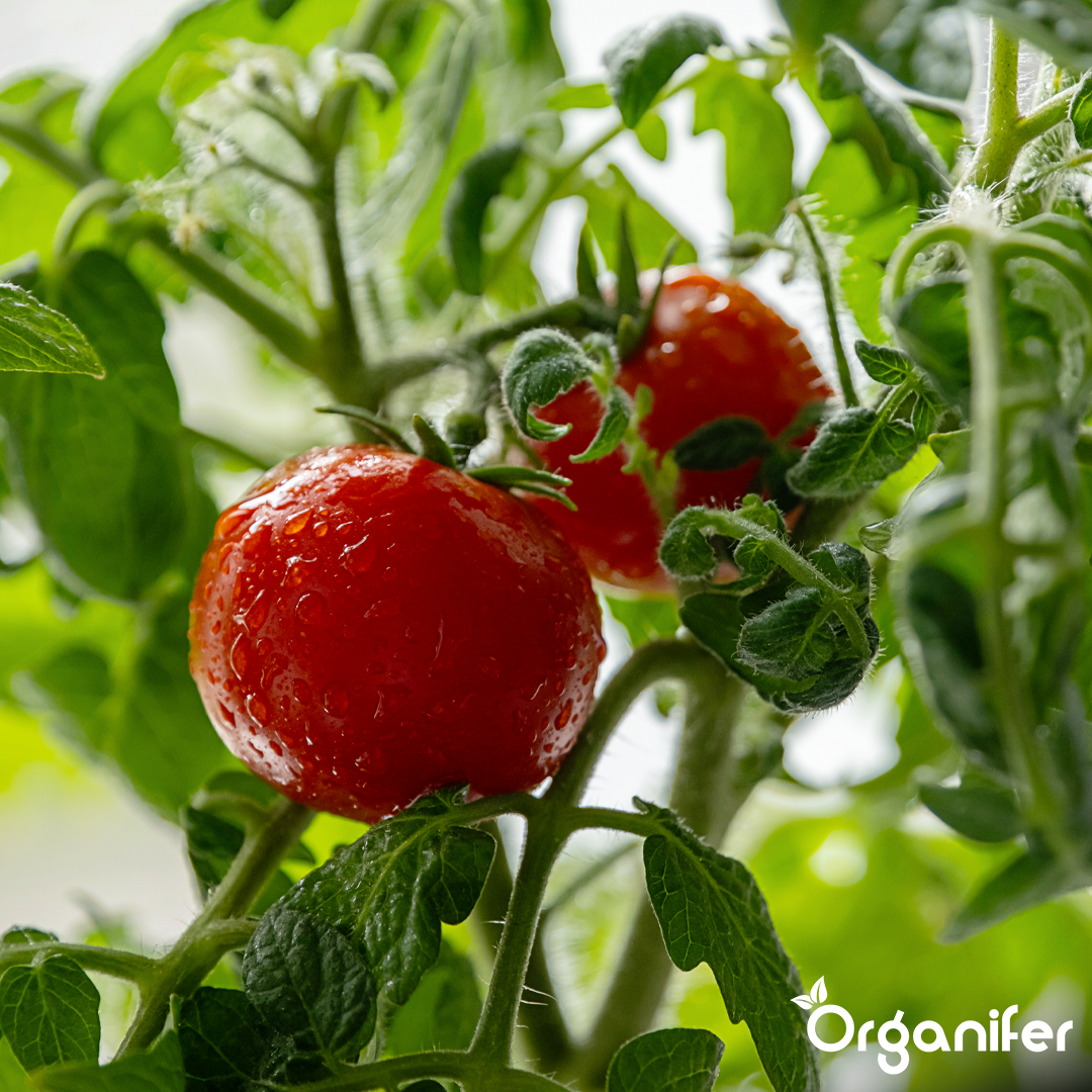 organifer-tomato_liquid-fertiliser-4