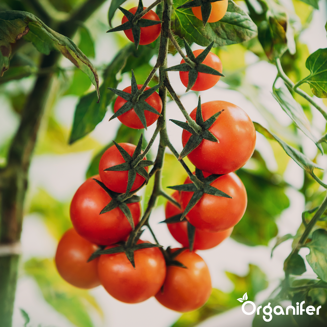 organifer-tomato_liquid-fertiliser-5