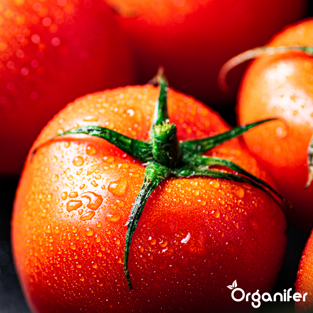organifer-tomato_liquid-fertiliser-6