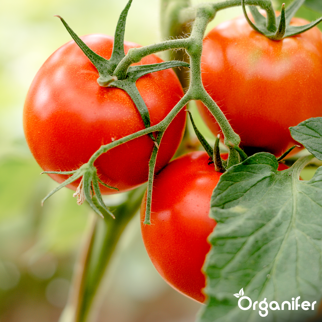 organifer-tomato_liquid-fertiliser-8