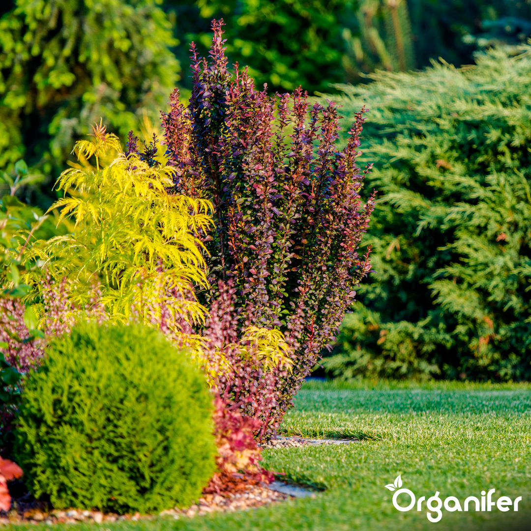 organifer-universal-liquid-fertiliser