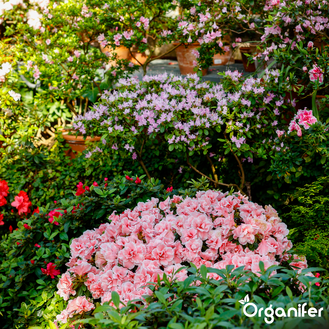 organifer-universal-liquid-fertiliser