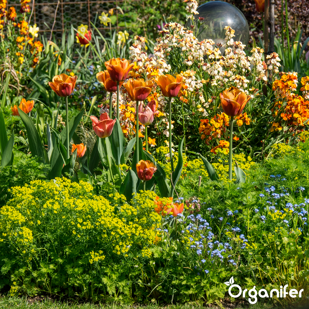 organifer-universal-liquid-fertiliser