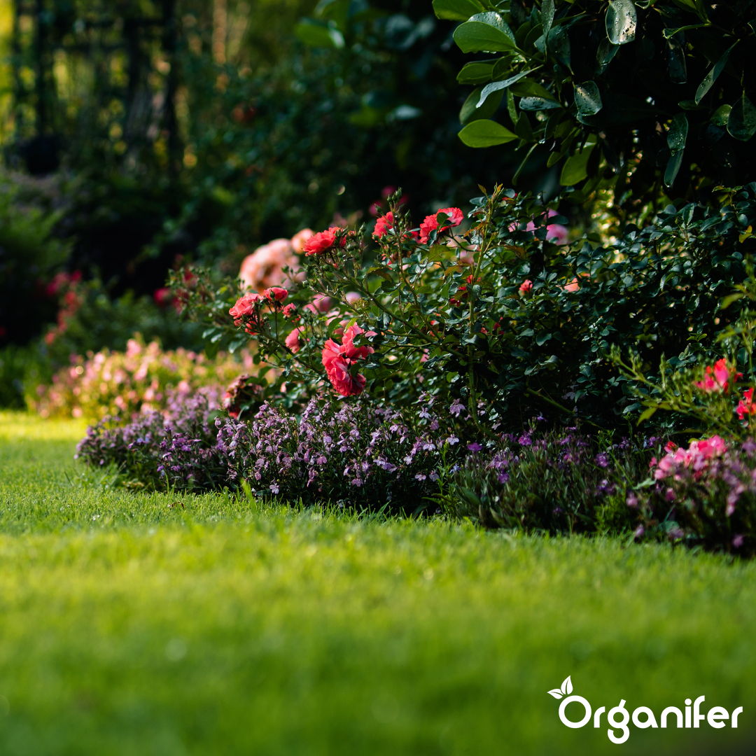 organifer-universal-liquid-fertiliser