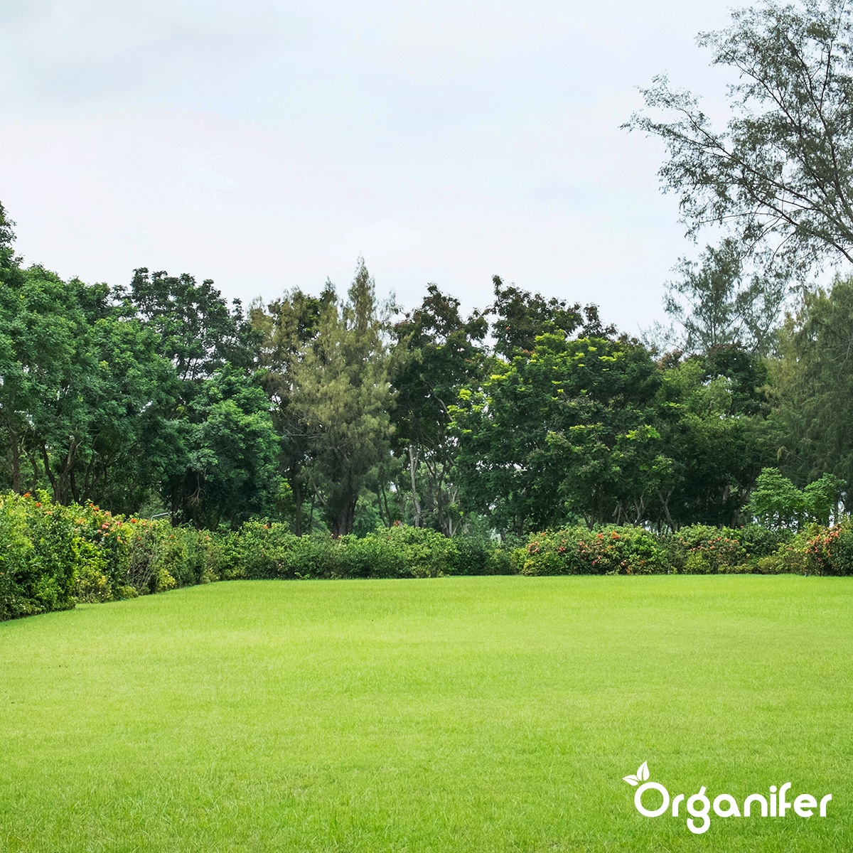 Organifer Vegan Plant-based Fertiliser (20x = 400 kg - for 4.000 m2) 8719958999459 10