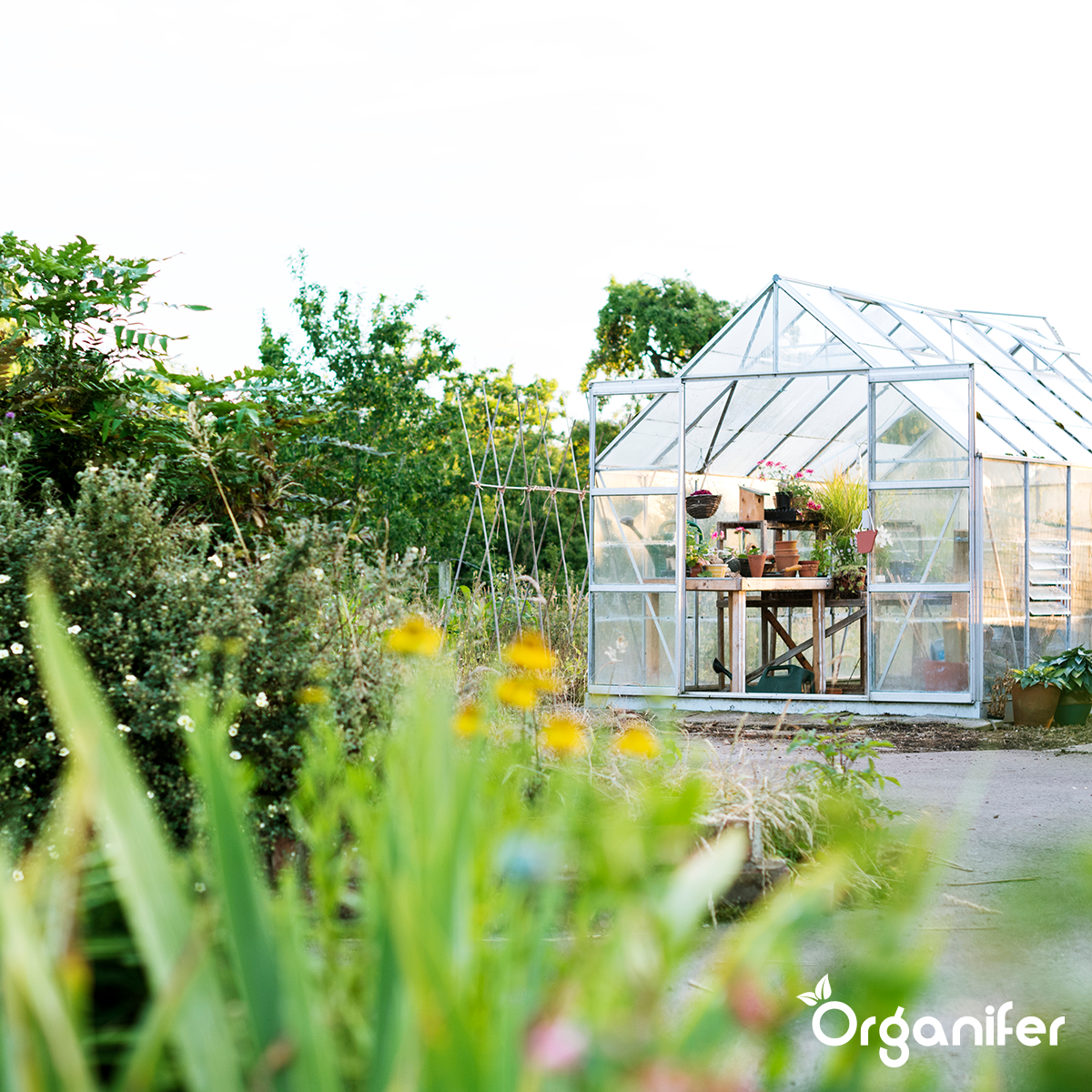 Organifer Vegan Plant-based Fertiliser (20x = 400 kg - for 4.000 m2) 8719958999459 4
